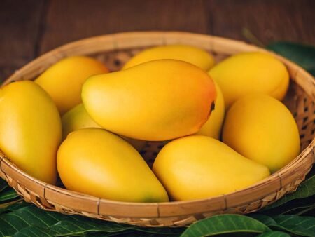 alphonso mango